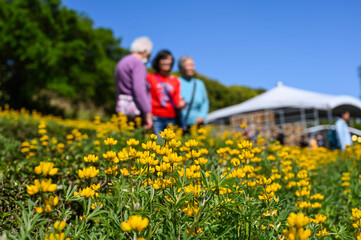 Fototapeta premium Taoyuan, Taiwan - FEB 23, 2020: Many people are watching the perennial lupine flower season.