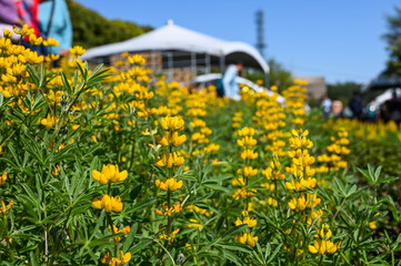 Yellow perennial lupine in the garden.