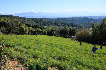 Yellow perennial lupine in the garden.