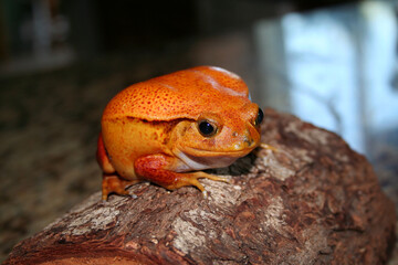 Class pet in a California elementary class.  Tomato frogs are native to Madagascar and has a lifespan of 6 to 8 years. Adult colors may vary from yellowish orange to deep red. 
