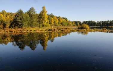 Autumn trees are reflected in the water of a forest lake on a Sunny morning. Moscow region. Russia.