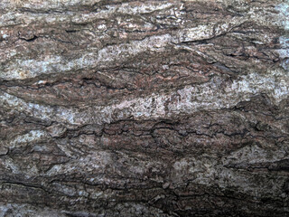 bark of a tree