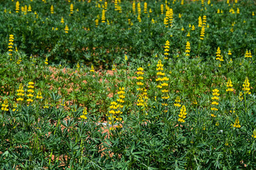 Obraz premium Yellow perennial lupine in the garden.
