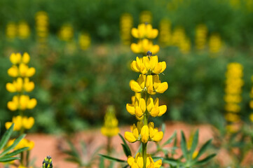 Yellow perennial lupine in the garden.