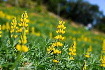 Obraz premium Yellow perennial lupine in the garden.