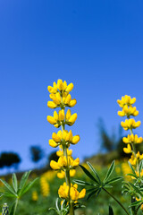 Yellow perennial lupine in the garden.