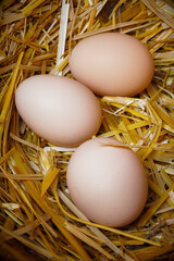 Three Fresh Brown Chicken Eggs in Hay