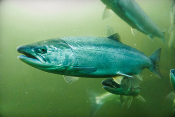 Salmon Swimming in Green Water