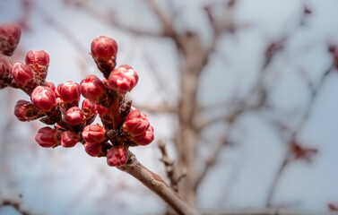  Bright pink unopened bursting flower buds of an apricot tree on branches. Close-up, narrow focus, blurred background.
