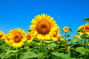 Obraz premium sunflower_2638