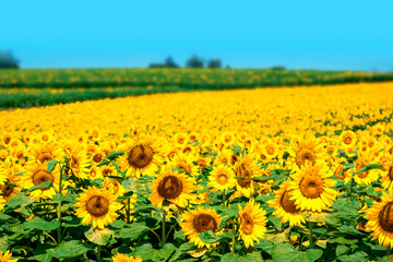sunflower_2658