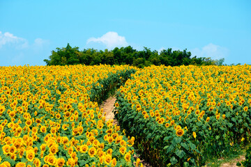 Fototapeta premium sunflower_2756