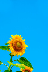 sunflower_2788