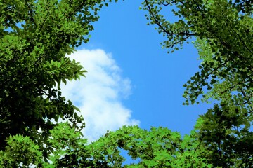 Obraz premium 深緑の木々 