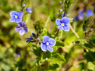 speedwell flowers in spring day