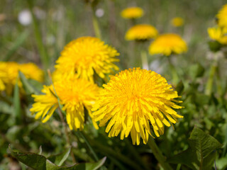 yellow dandelions in spring day