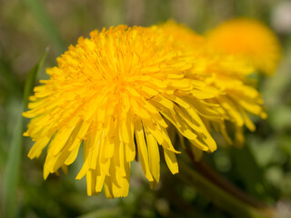 dandelions close up