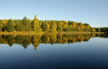 Autumn trees are reflected in the water of a forest lake on a Sunny morning. Moscow region. Russia.