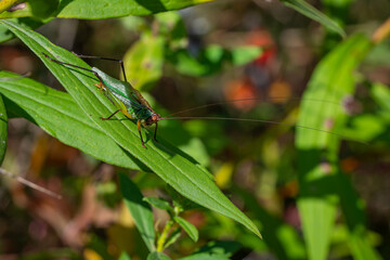 Grasshopper hiding in the grass.