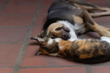 Obraz premium cat and dog playing on the floor
