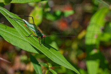 Grasshopper hiding in the grass.