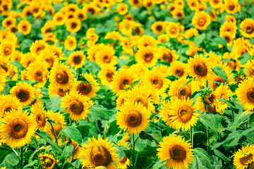 Fototapeta premium sunflower_2808