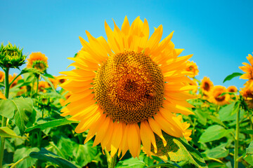 sunflower_2857