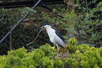 One of a pair of night herons is holding a branch for nesting material