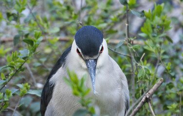 Night heron is facing front.