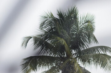 Fototapeta na wymiar palm tree and and the sky view on raining 