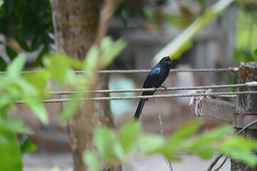 Asian koel on electric line