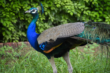 peacock in the park