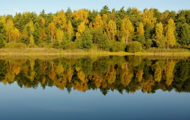 Autumn trees are reflected in the water of a forest lake on a Sunny morning. Moscow region. Russia.
