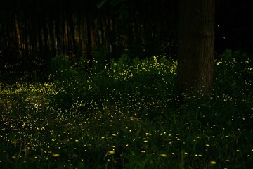 Firefly in Japan