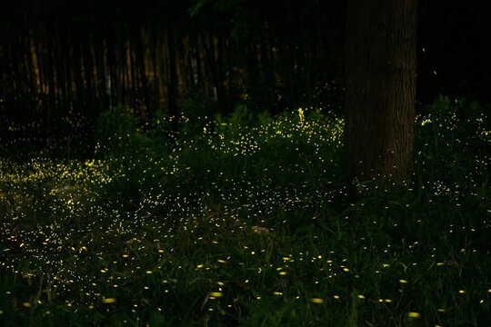 Firefly in Japan © kwsn