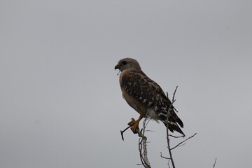 red tailed hawk