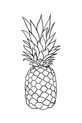 Vector hand drawn pineapple. Tropical summer fruit engraved style illustration. black and white