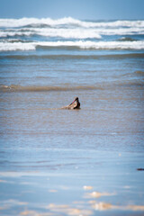 Las aves del mar