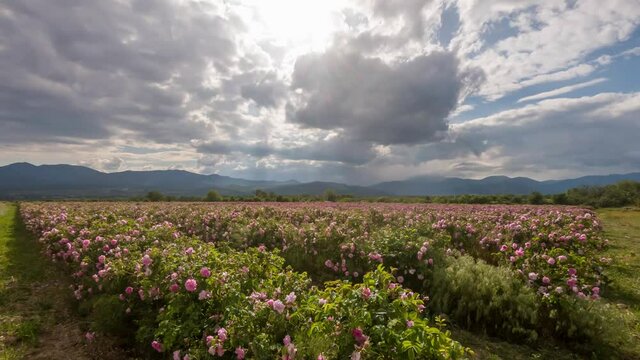 Time lapse over pink rose valley in Bulgaria