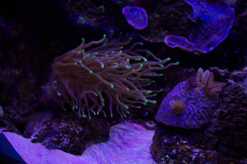 Coral bajo el mar