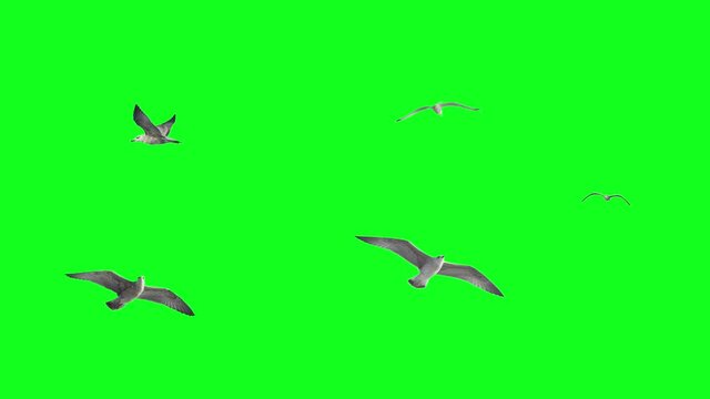 Stabilized flying birds on green screen. Ready to be animated as you wish. 