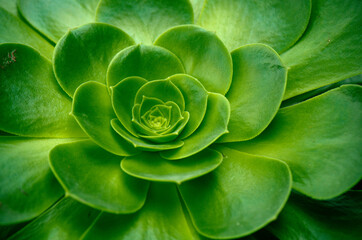 Green leaves background. Close up