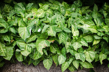 Green leaves background. Close up