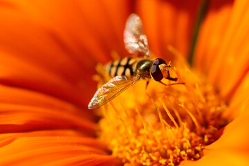 Close up of bee pollinates at yellow orange cosmos flower in the garden blurred background.
