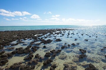 Scenic panoramic view of Stromatolites at World Heritage Area Hamelin Pool, Shark Bay, Western Australia, with blue sky and horizon as copy space.