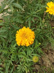 Flowers with immense beauty. Clicked by me.