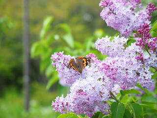 北海道の風景 ライラックの花と昆虫