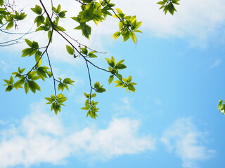 北海道の風景 栗の木と青空