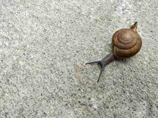 A snail is moving along the cement floor.