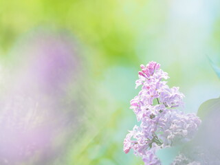 北海道の風景 ふんわりかわいいライラックの花